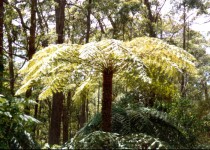 Tree Ferns, Upper Manning Valley NSW